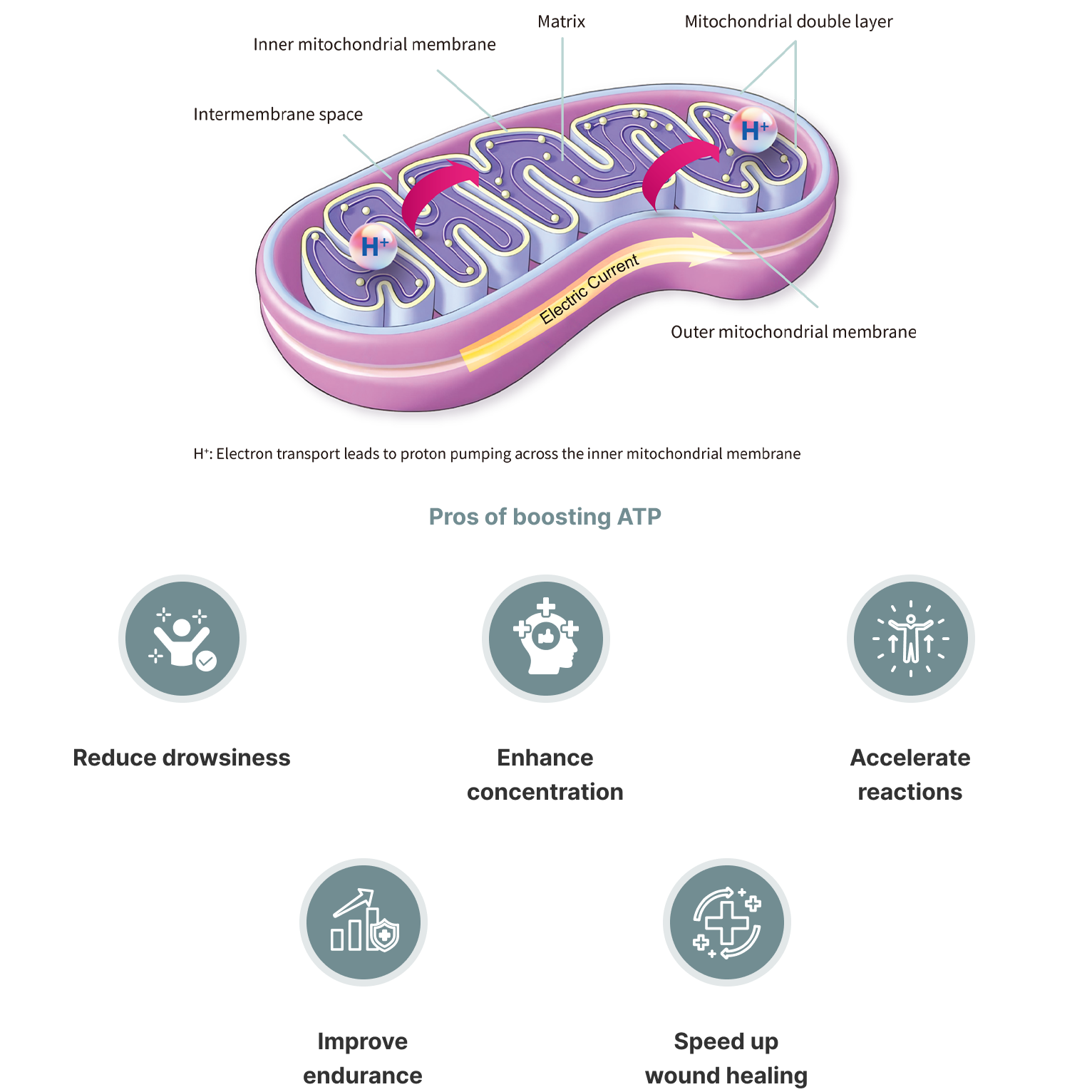 Relationship Between Mitochondria and ATP